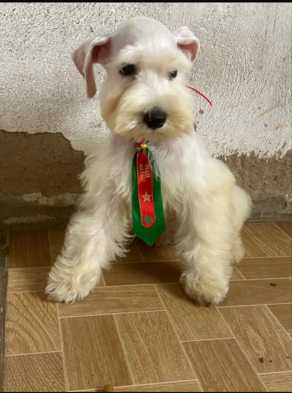 Schnauzer miniatura  - Foto 4