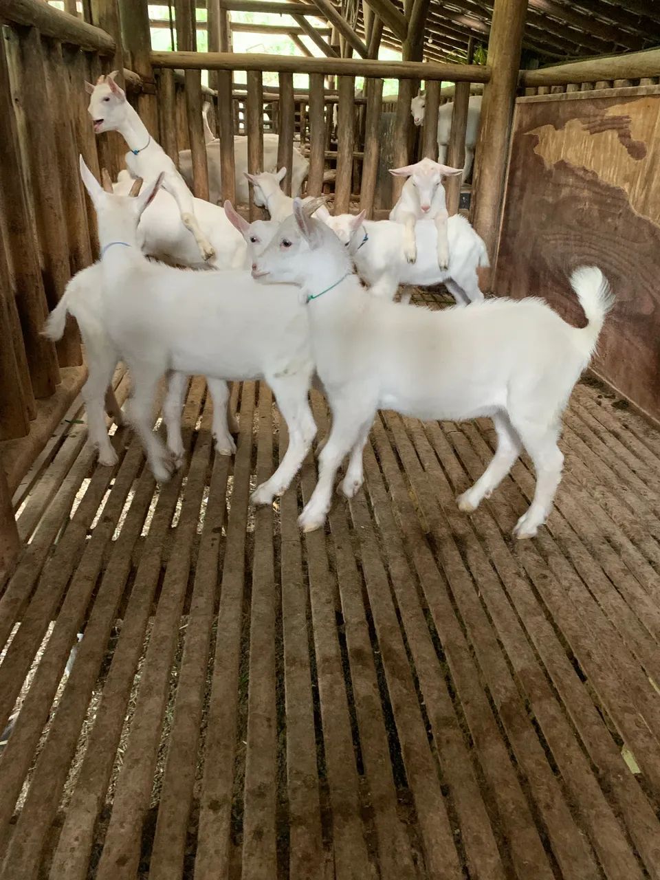 Vendo bode e cabritinhos  - Foto 2