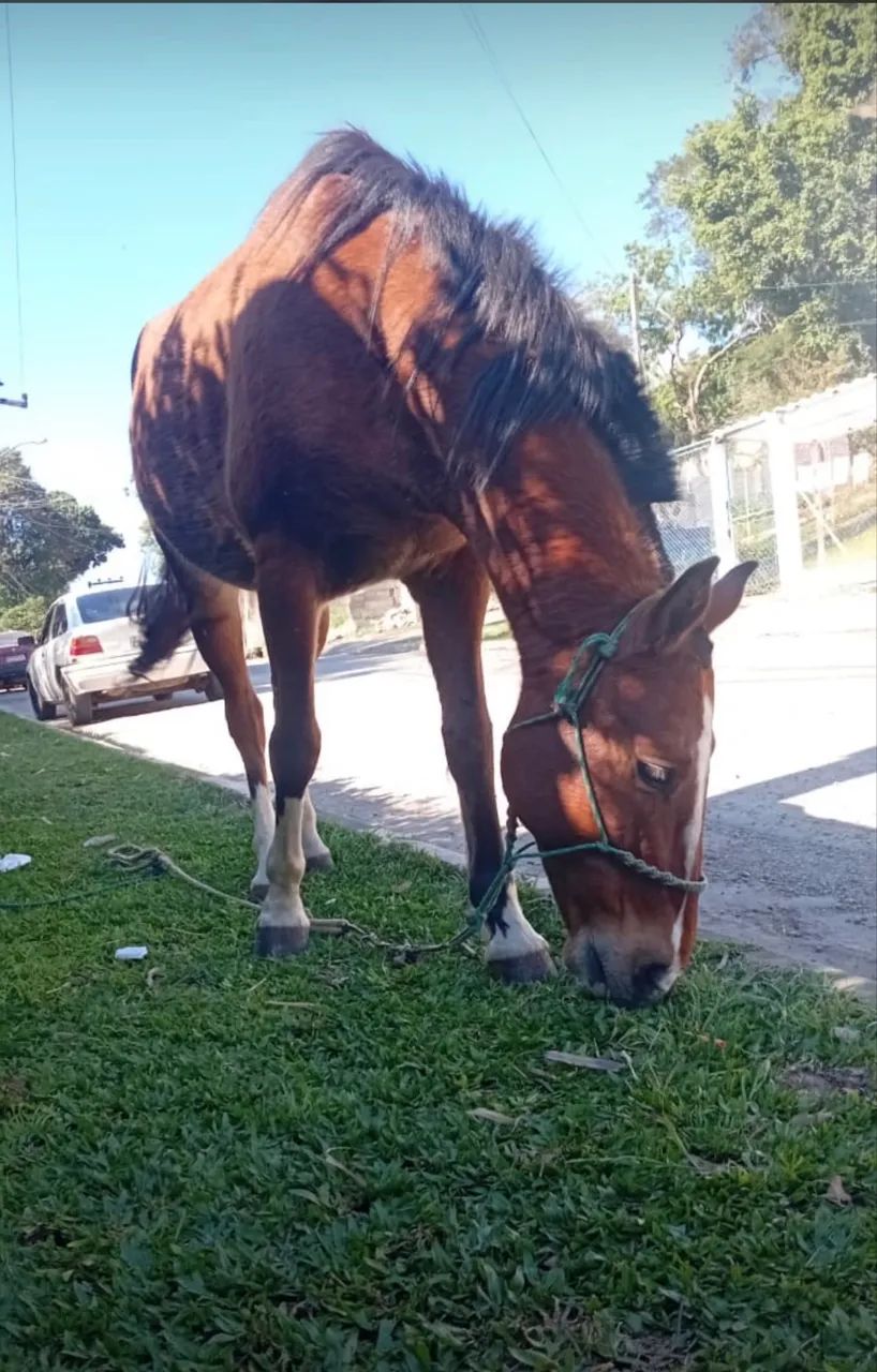 Cavalo