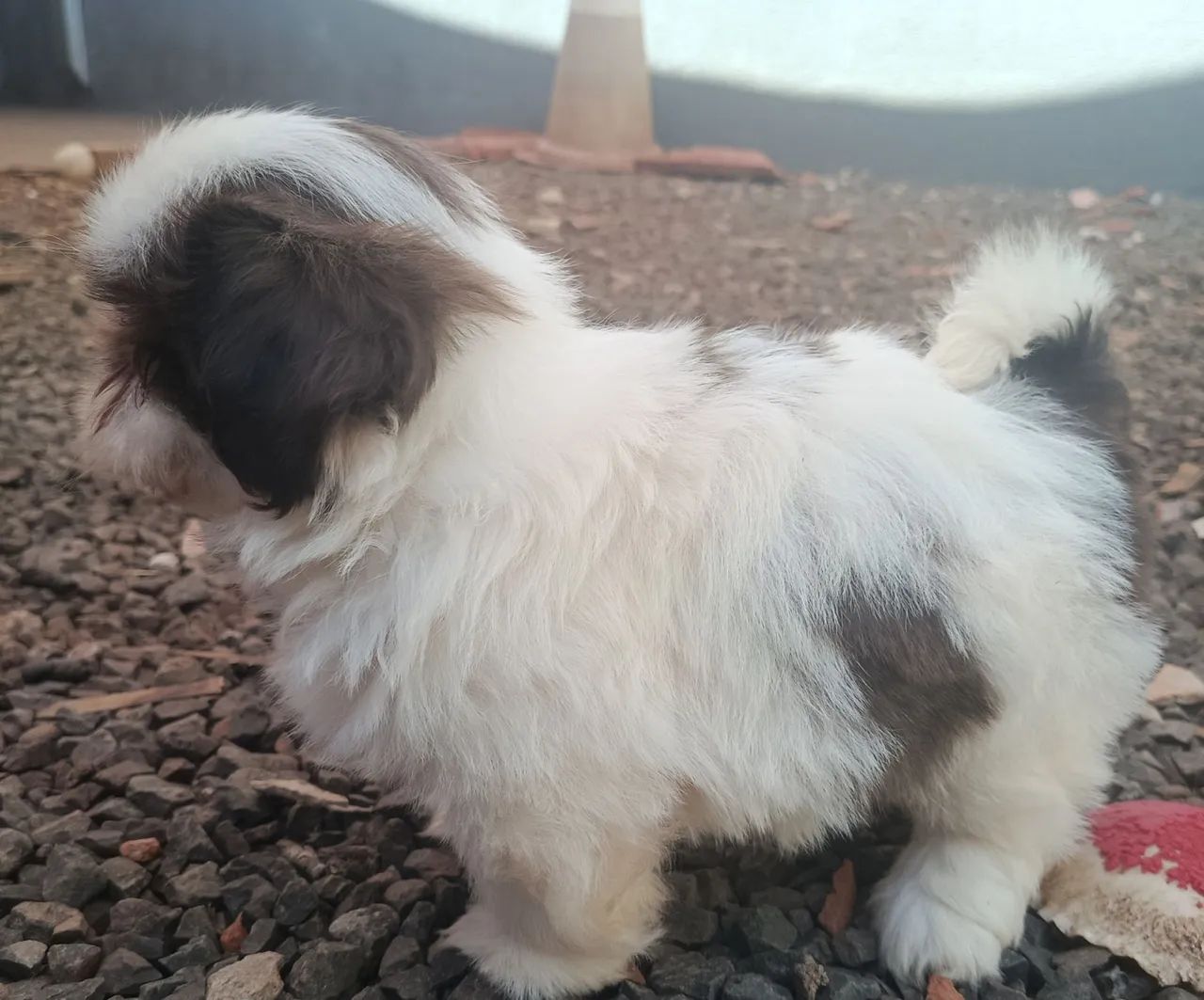 Shih Tzu  - Foto 3