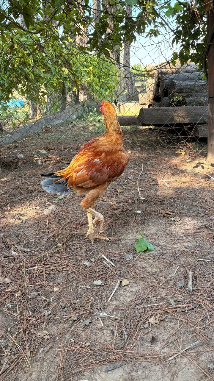 Frango Índio Gigante - Foto 4