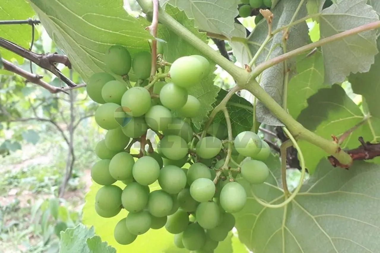 Chácara dos Sonhos: Conforto e Natureza Unida - Foto 3