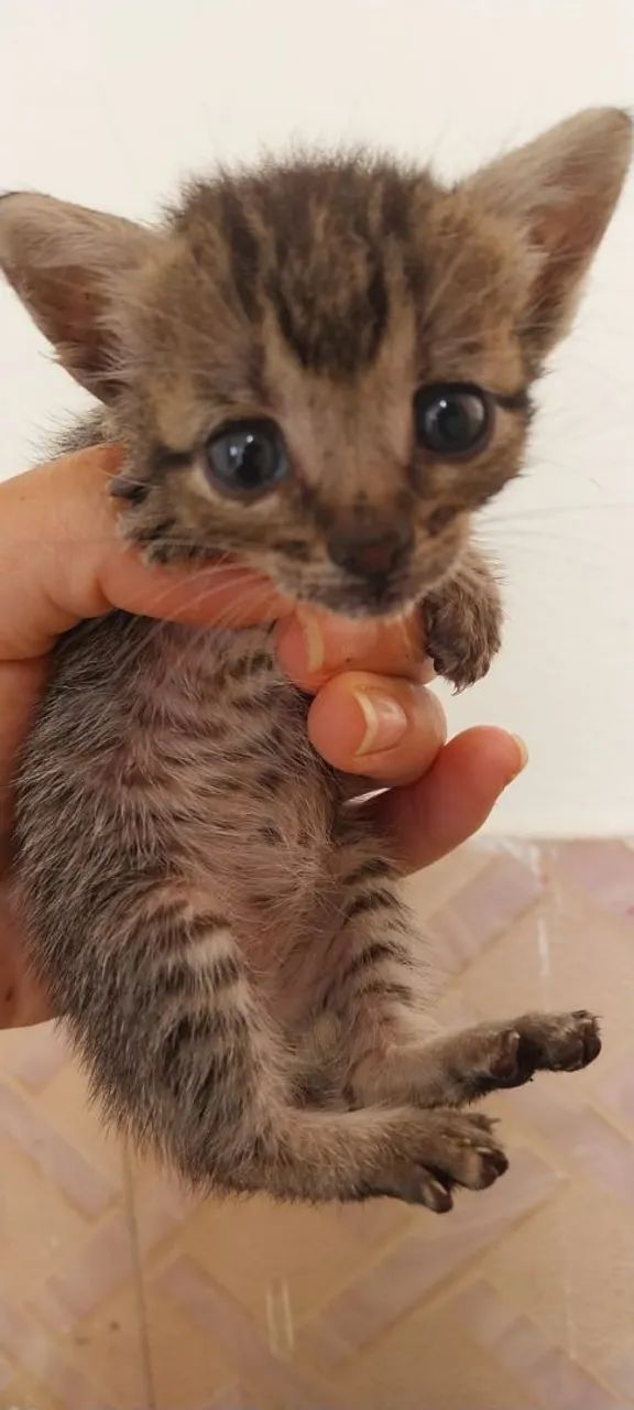 Filhote para adoção  - Foto 2