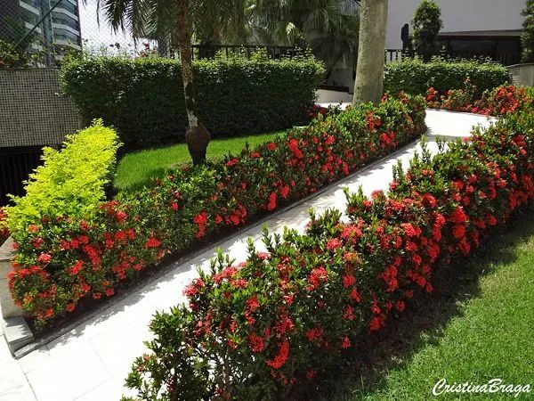 Jardinagem e Paisagismo  - Foto 2
