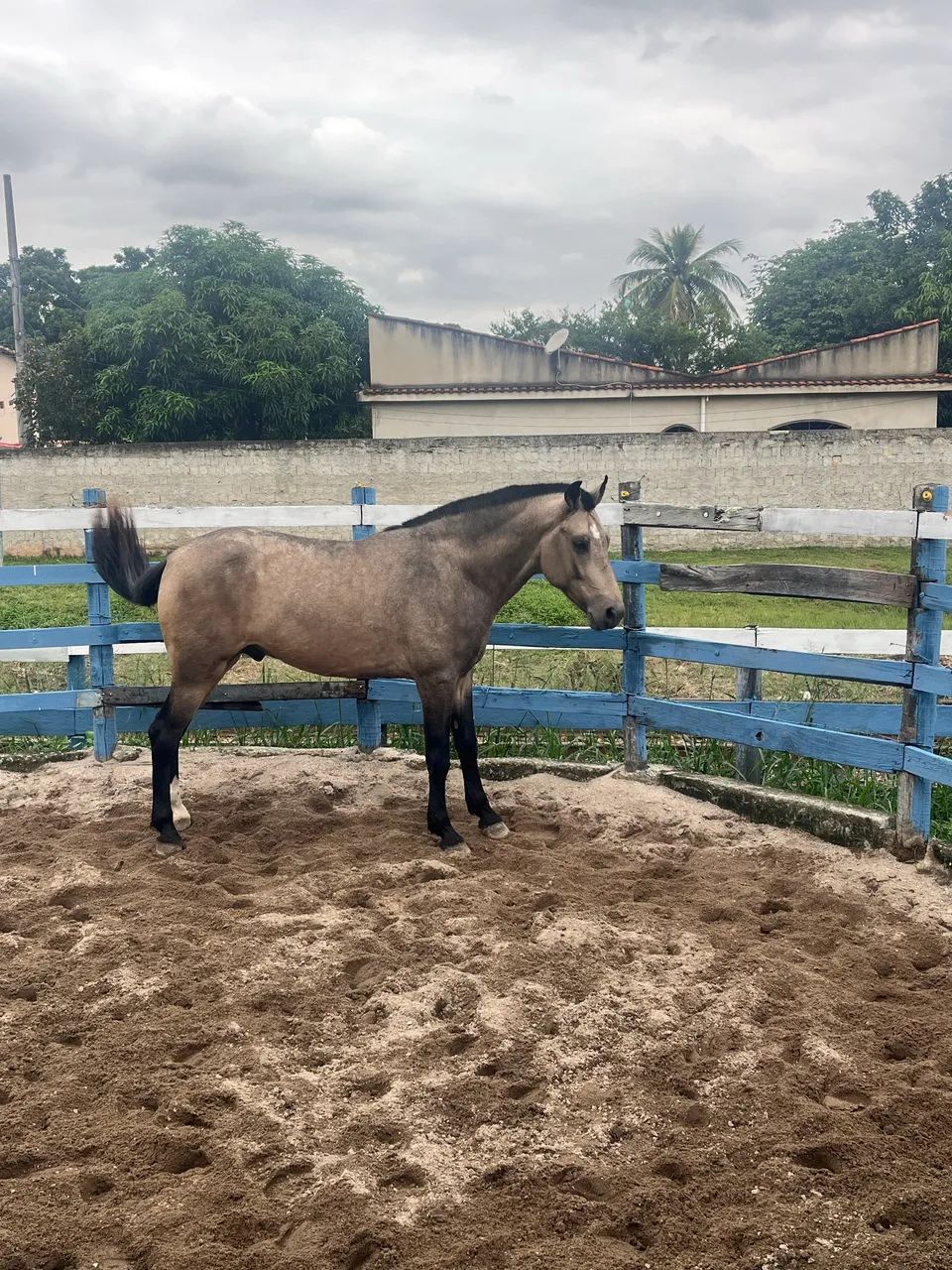 Cavalo Manga larga  - Foto 2