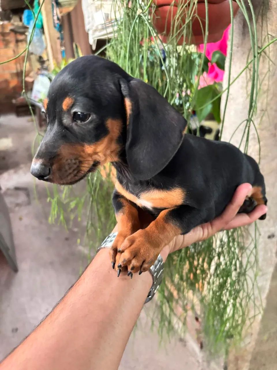 Dachshund Basset salsicha Cofap fêmea