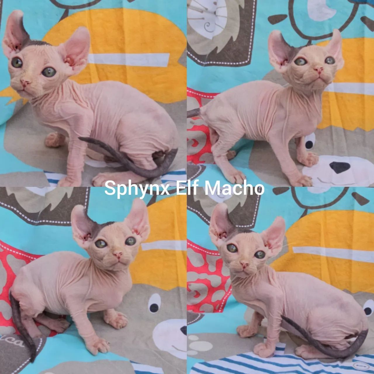 Sphynx e Elf Filhotes - Gatil BSB Cat  - Foto 3