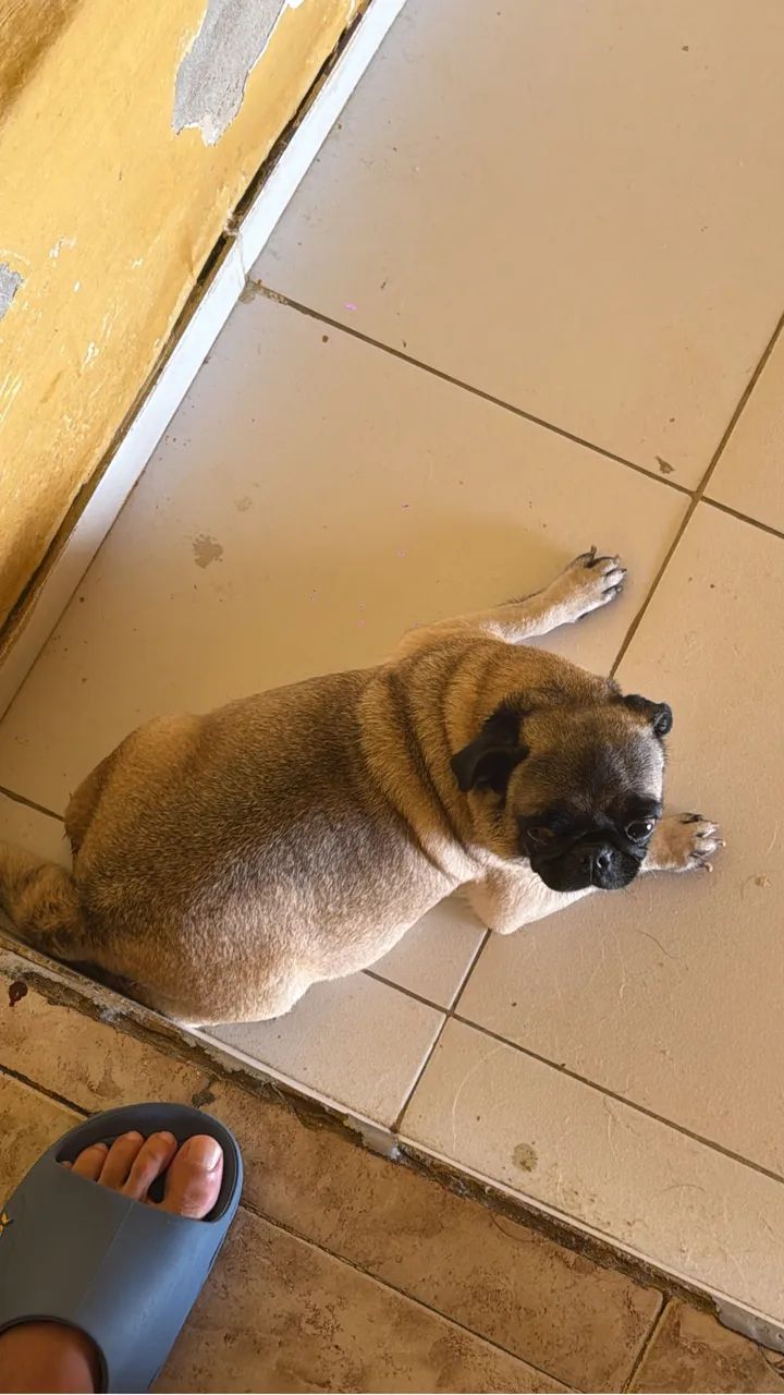 Pug leia  - Foto 2