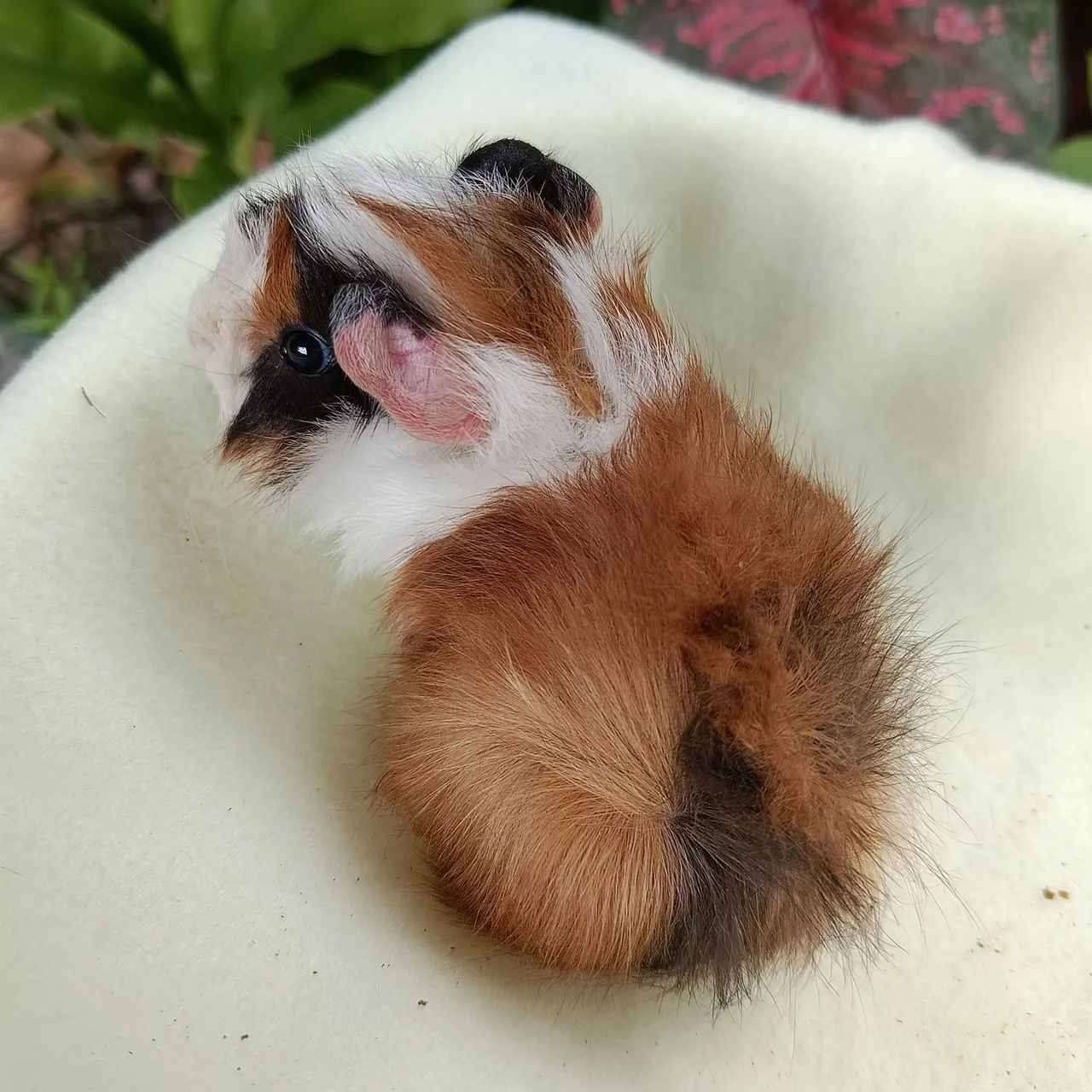 Filhote de Porquinho da Índia Macho - Foto 3