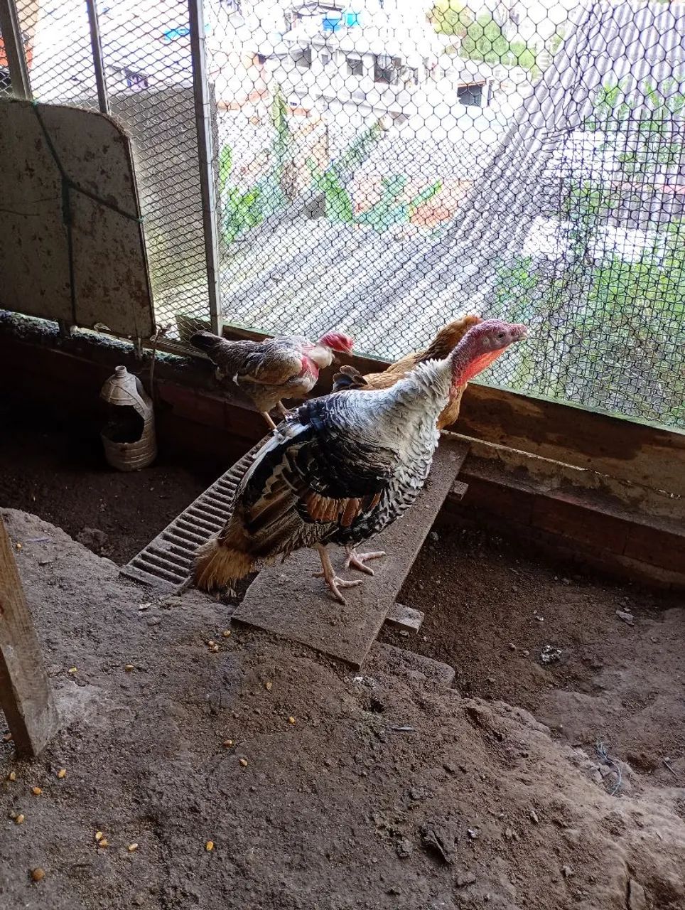 Galinhas e galo - Foto 3