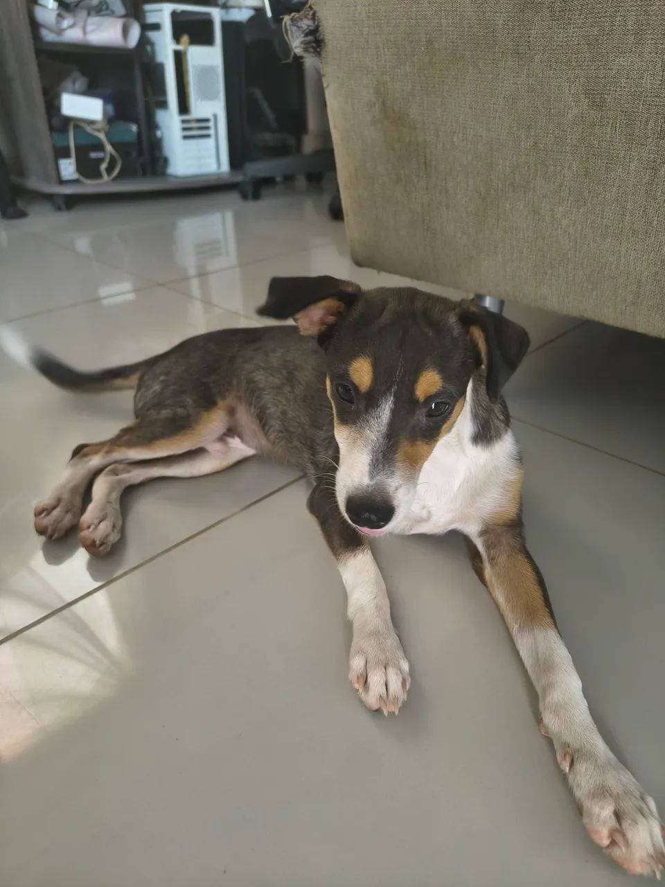 CACHORRO PARA ADOÇÃO  - Foto 4