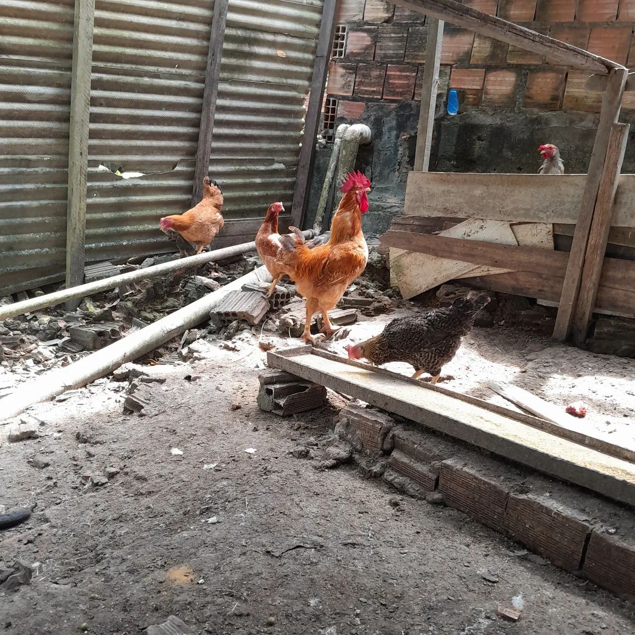 Vendo galo e galinha  - Foto 2