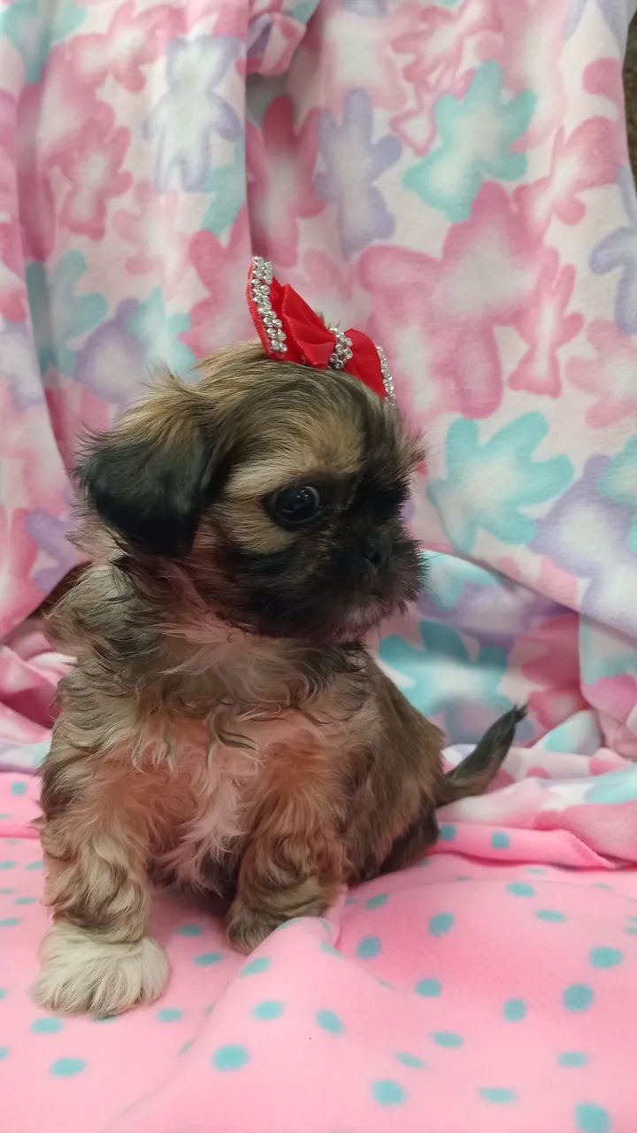 SHIH TZU 