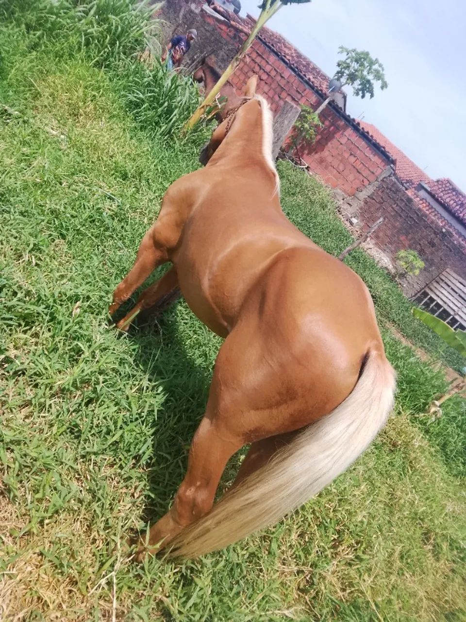 Cavalo quarto de milha 