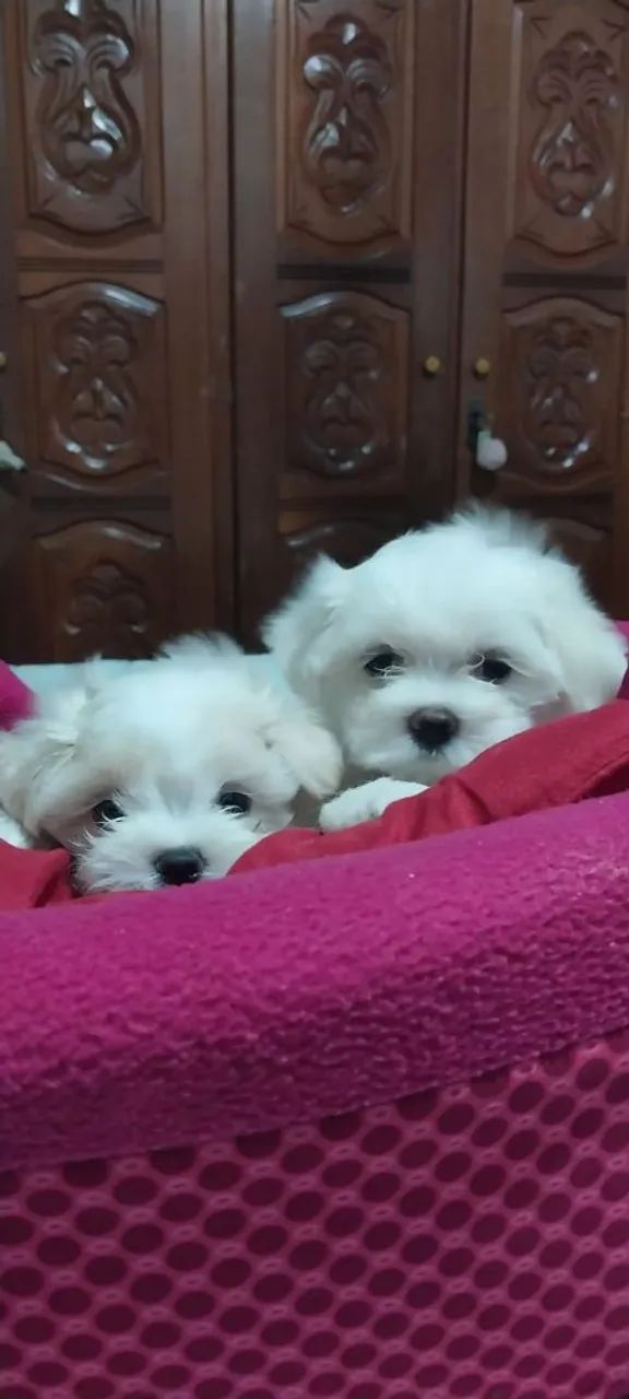 Vendo filhotes de cachorro da raça maltês puro quando adultos pesa so 3 kg eles são muito  - Foto 3
