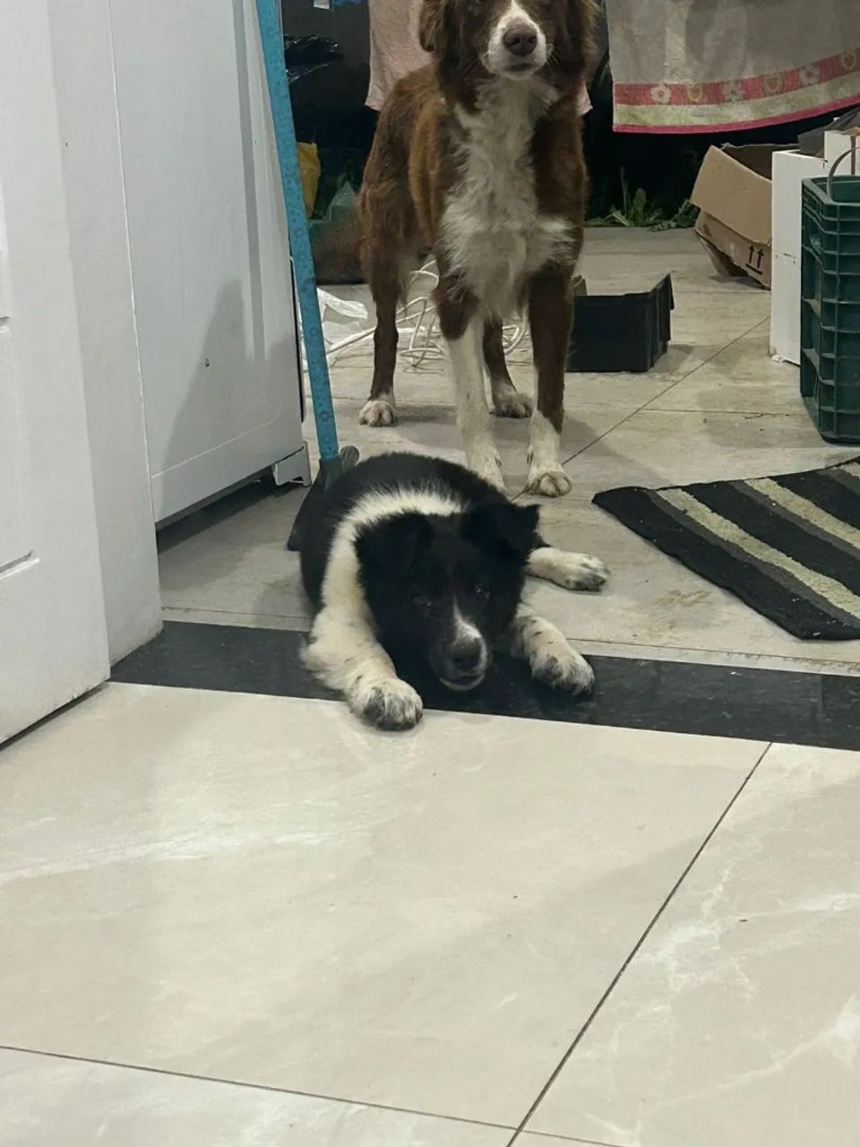 Filhote de boder collie - Foto 4