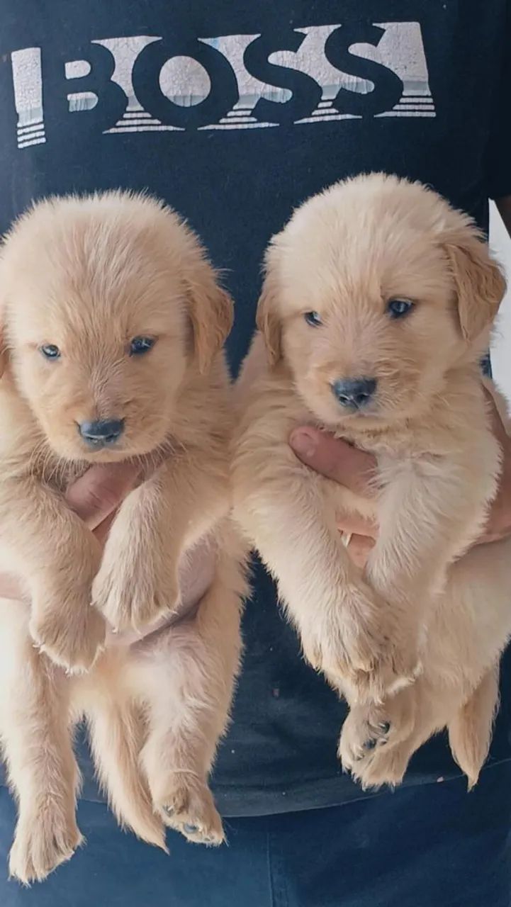 Cachorro  - Foto 2