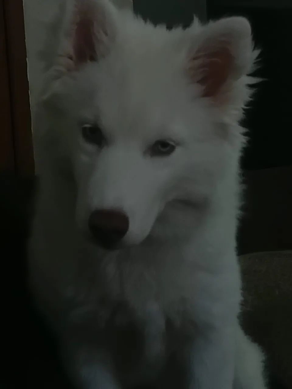 Husky siberiano  - Foto 2