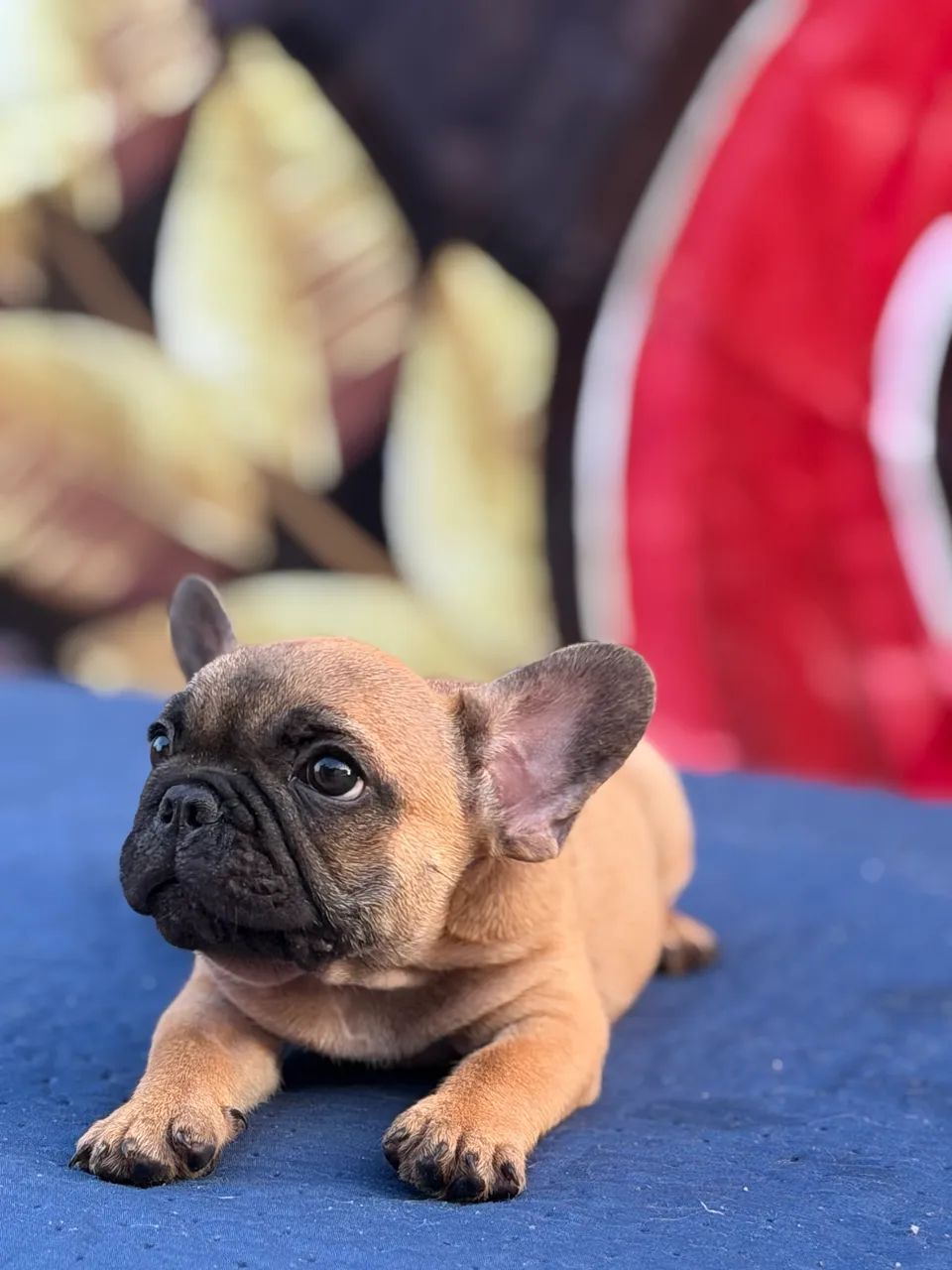 Buldogue Francês Micro Exótico  - Foto 5