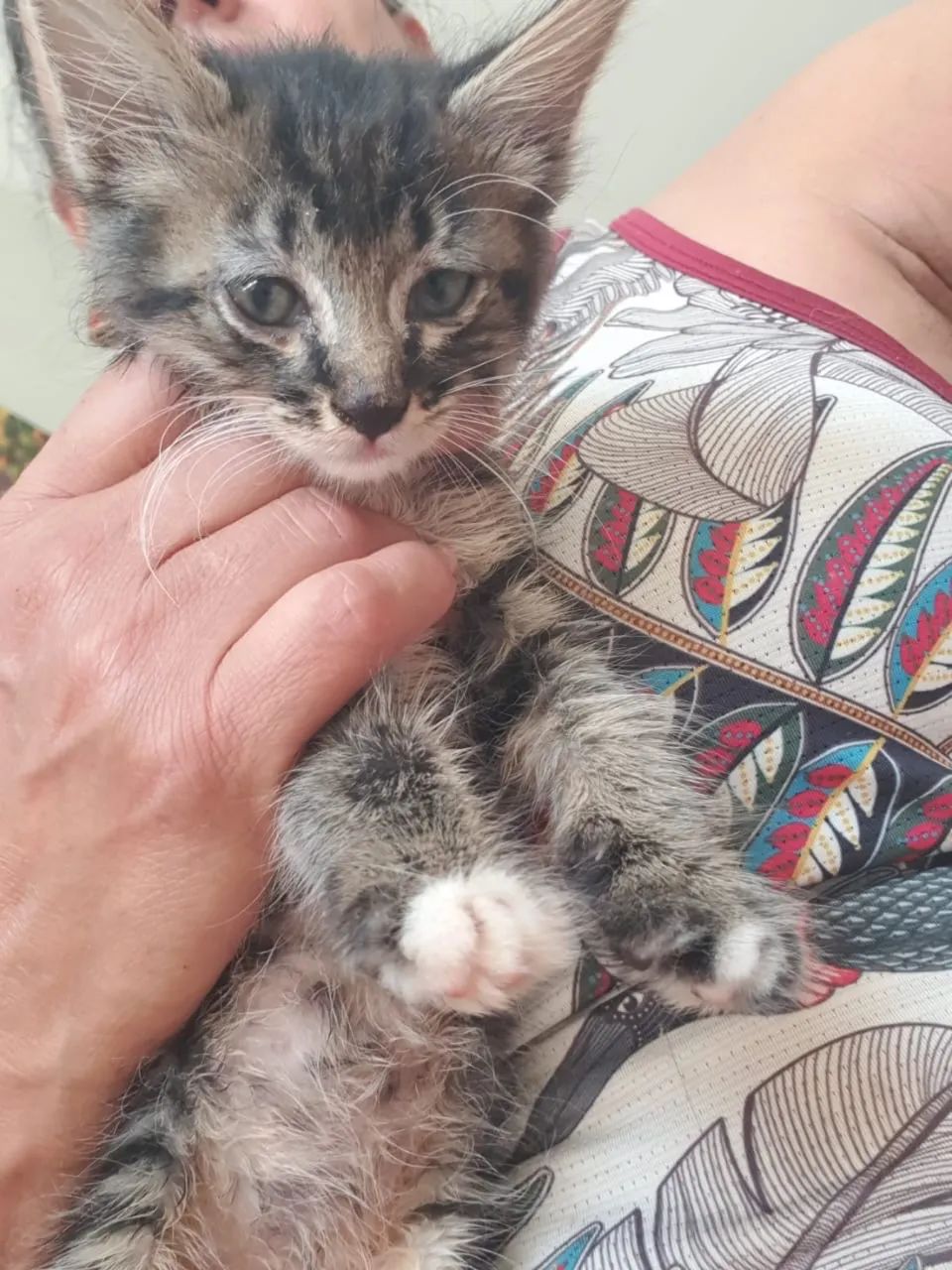 Filhotes de gato  - Foto 3