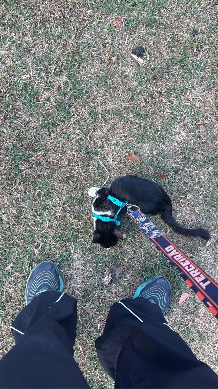 Doa-se gato