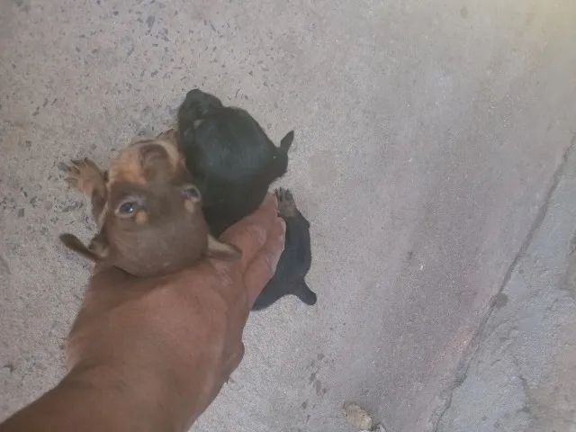 Cáchorro  - Foto 5