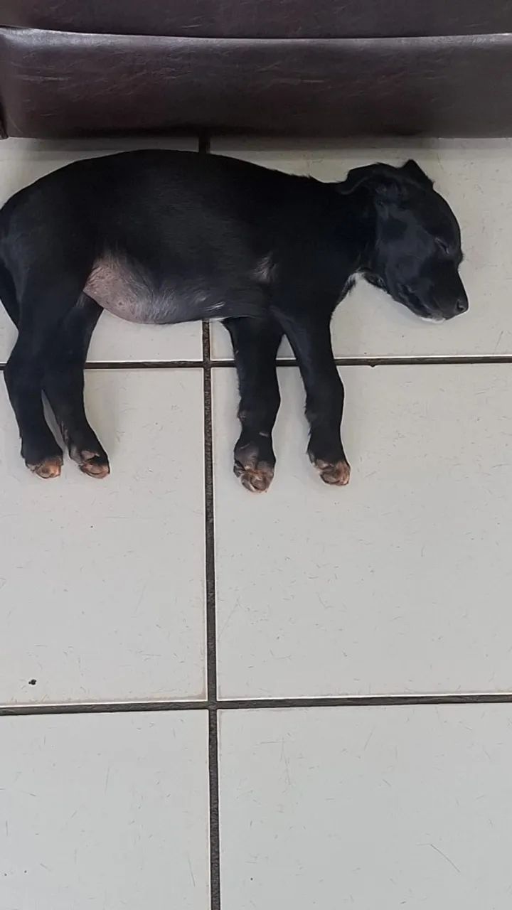 Doação de cachorro 