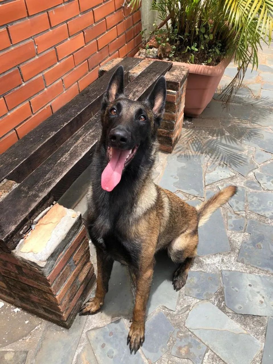 Pastor Belga Malinois - Ninhada TOP - Foto 5