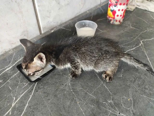 Adote 4 gatos Região do Barreiro - Foto 3