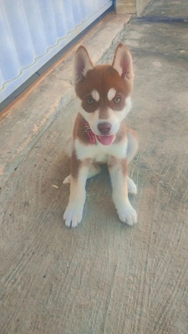 Husky siberiano valor 600 - Foto 3