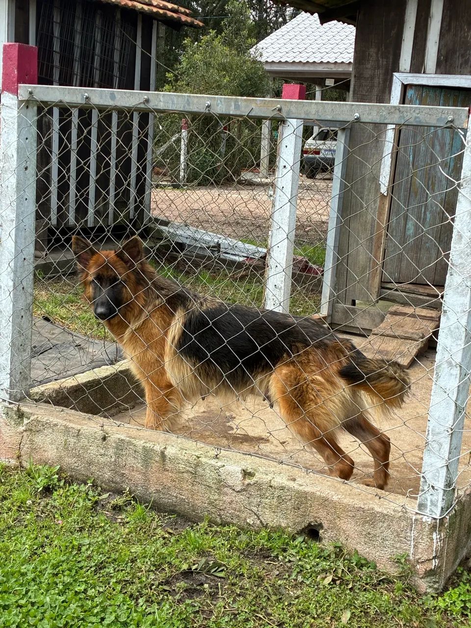 Pastor alemão  - Foto 4