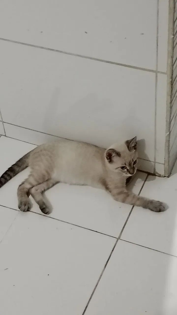 Gato para adoção  - Foto 2