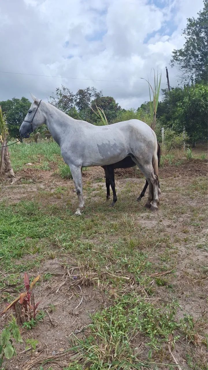 Égua manga larga marchador  - Foto 2