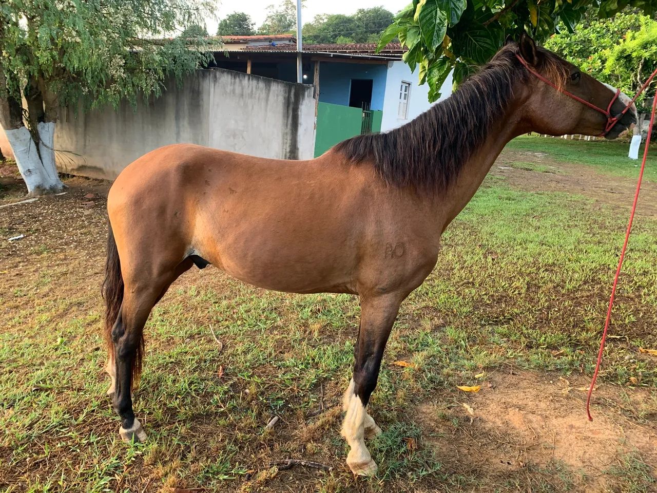 Mangalarga marchador  - Foto 5