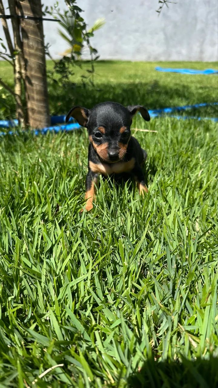 Pinscher 0 machos e fêmeas - Foto 4
