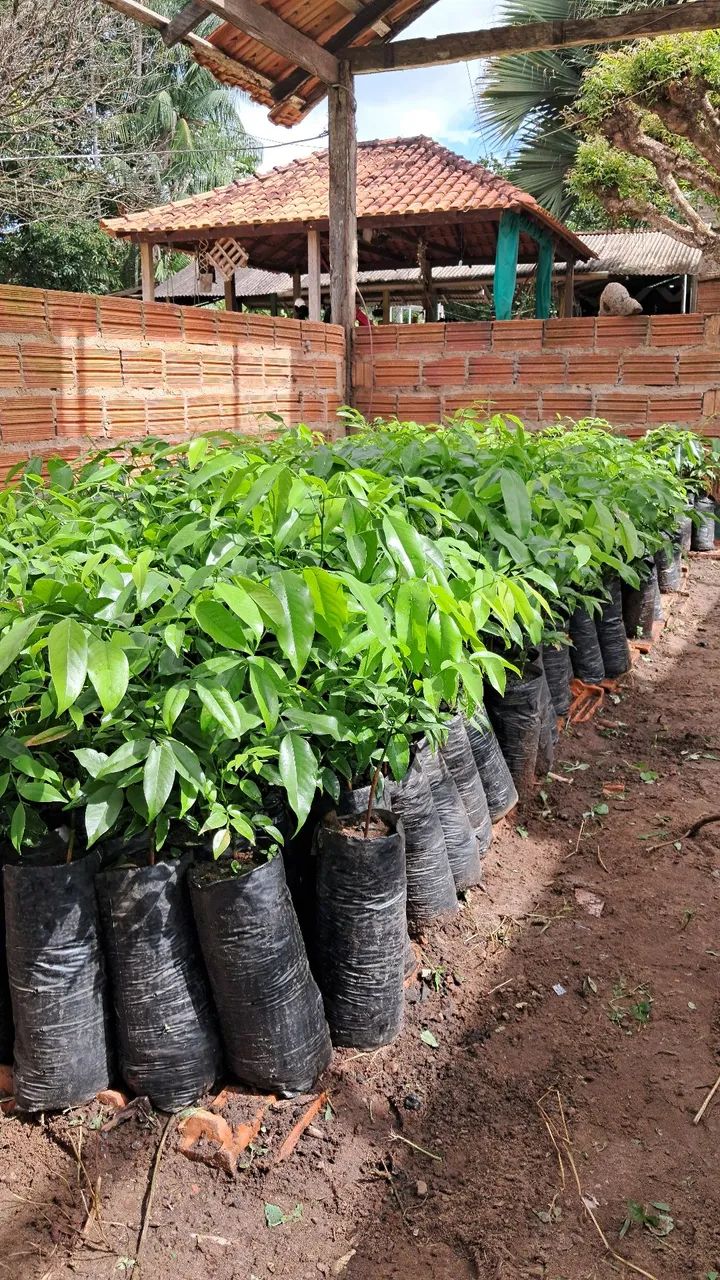 Vendo mudas de Cumaru - Foto 2