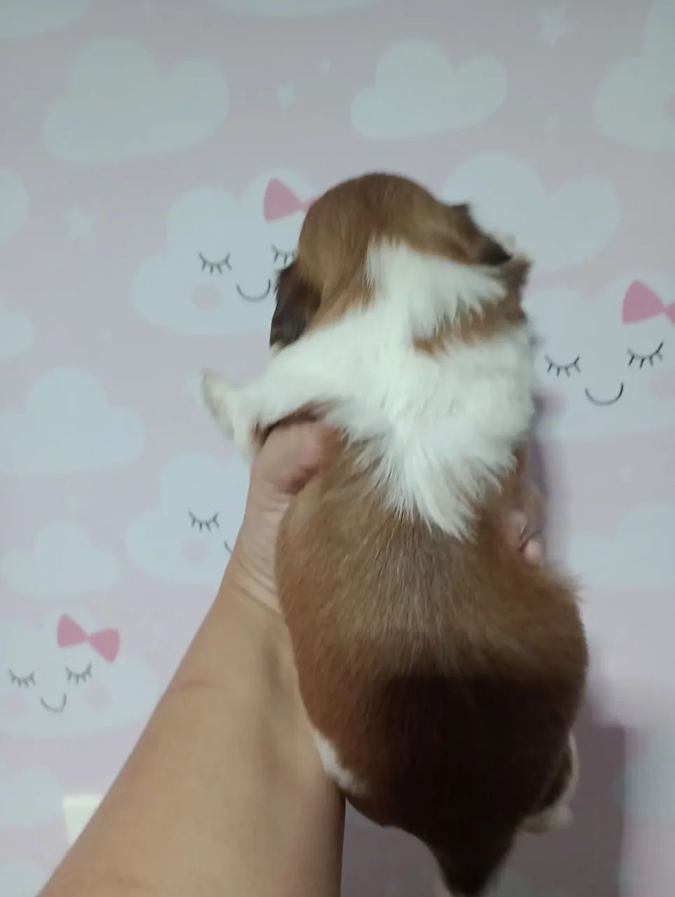 Shitzu Mini olho azul  - Foto 4