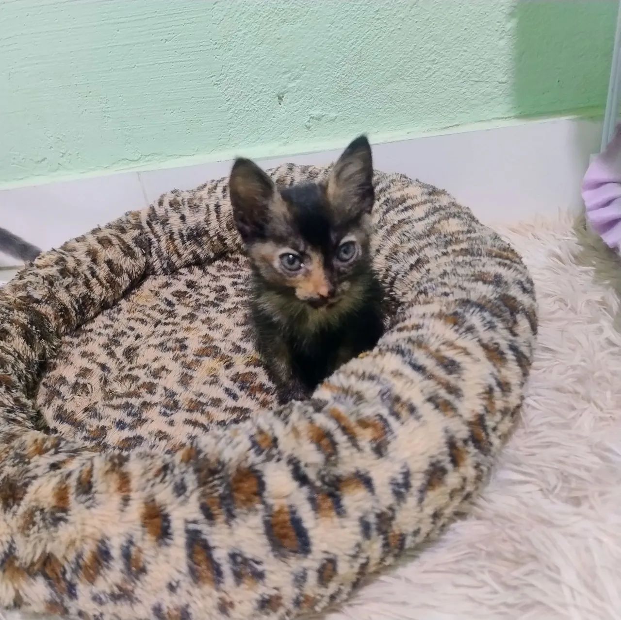 Gatinha filhote adoção responsável  - Foto 4