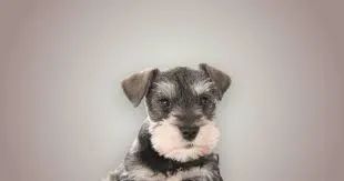 Schnauzer "Vou ficar distraído."