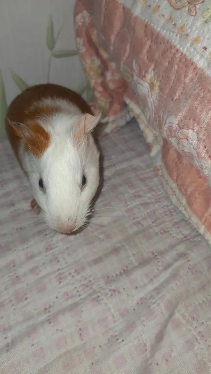vende-se porquinho da Índia  - Foto 2
