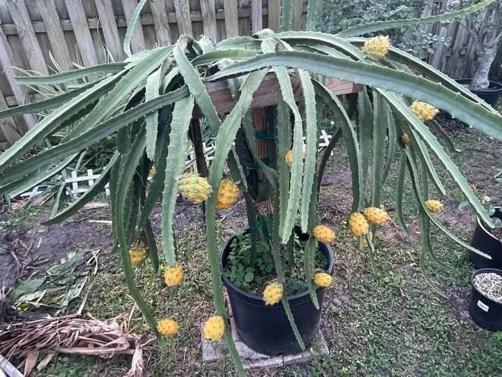 Mudas de pitaya  - Foto 4