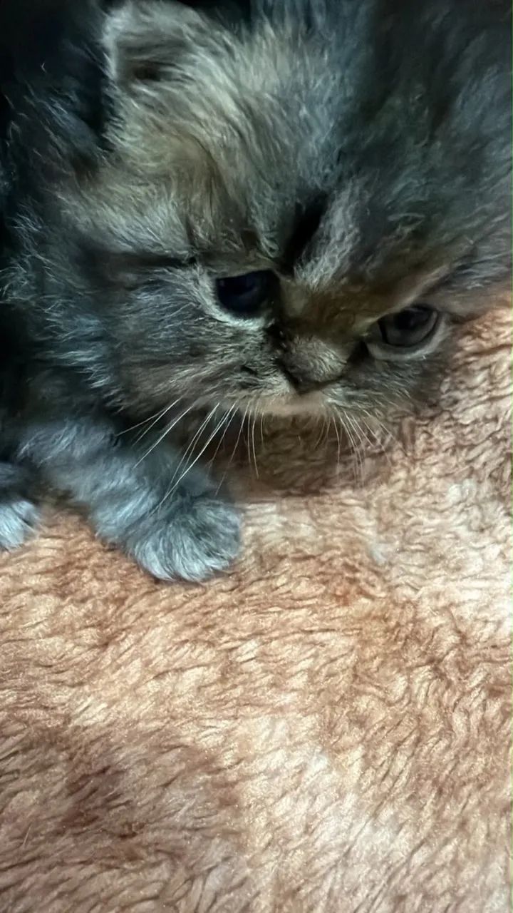 Gato persa 