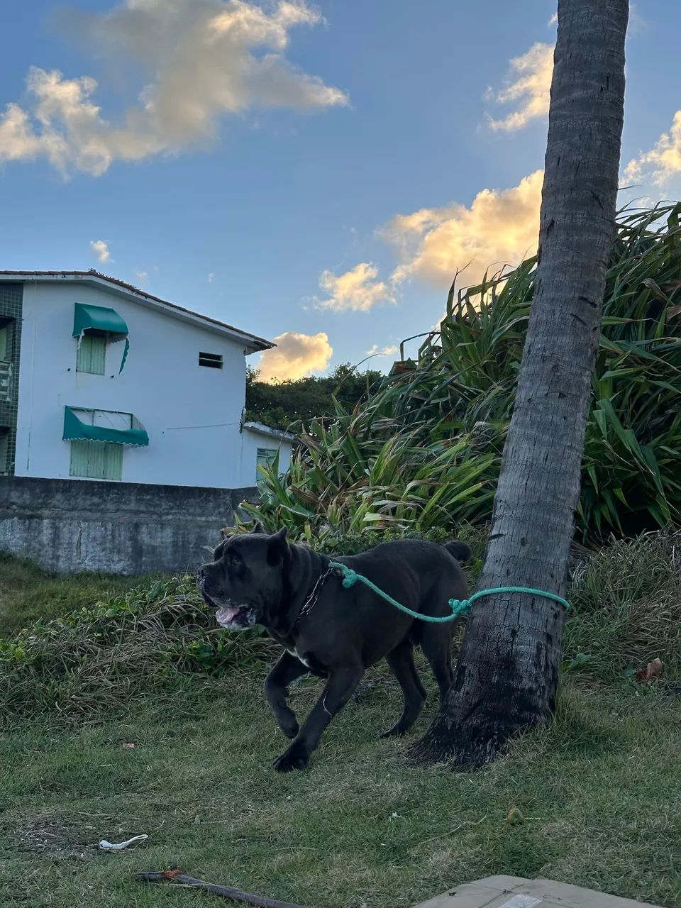 Cane Corso - Procuro uma namorada  - Foto 2