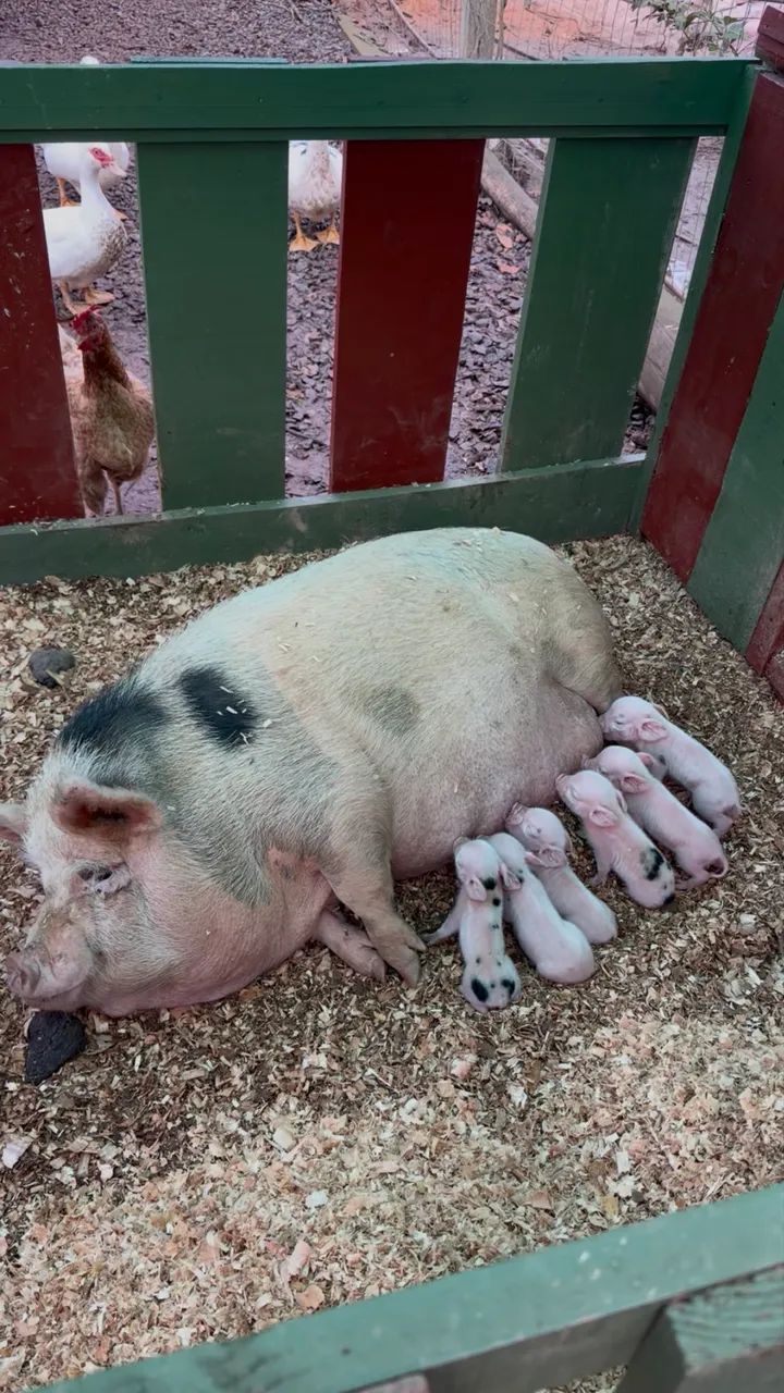 Mini Pig  - Foto 2