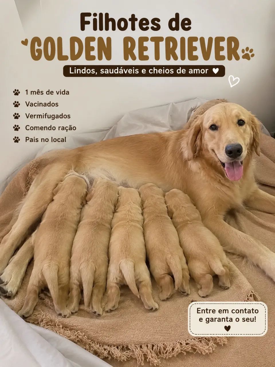 Filhotes de Golden Retriver 