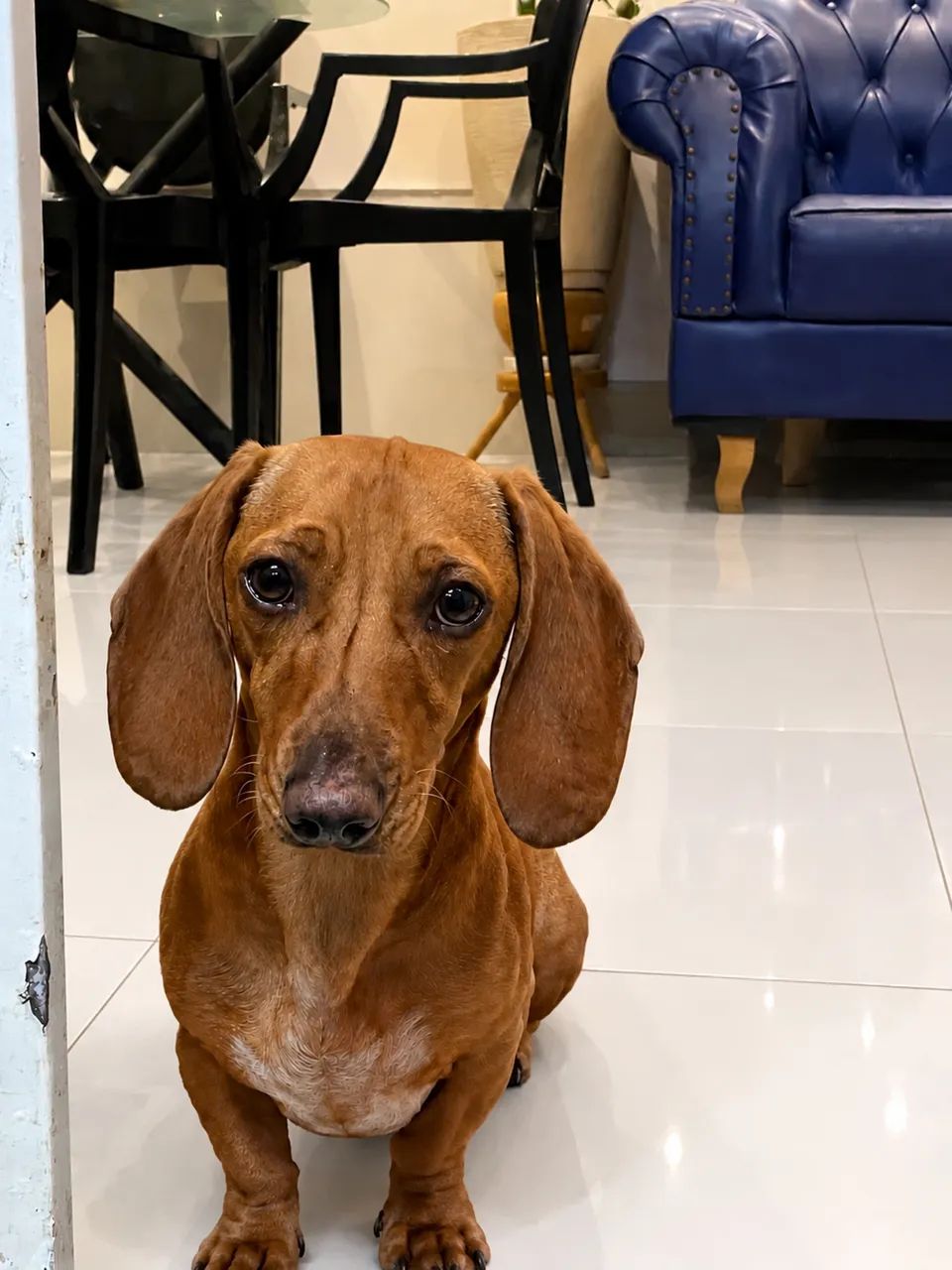 Basset  - Foto 2