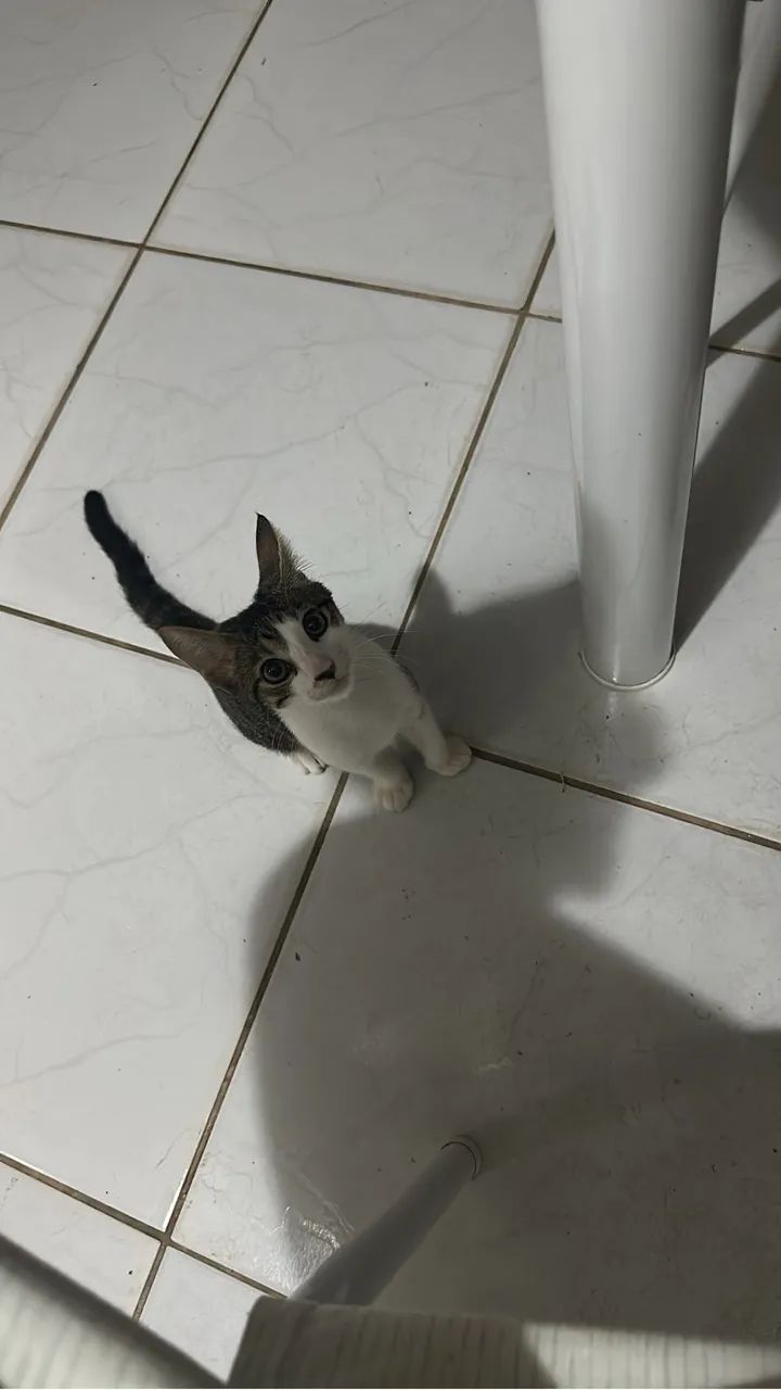 Gato para Doação - Foto 2