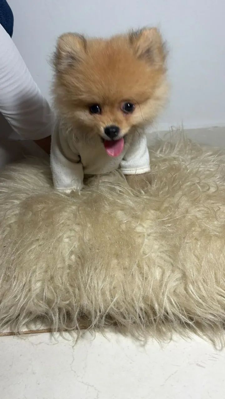 Filhote de spitz alemão  - Foto 3