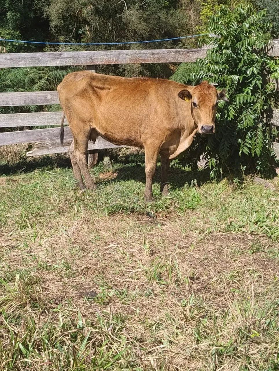 Vacas  - Foto 2