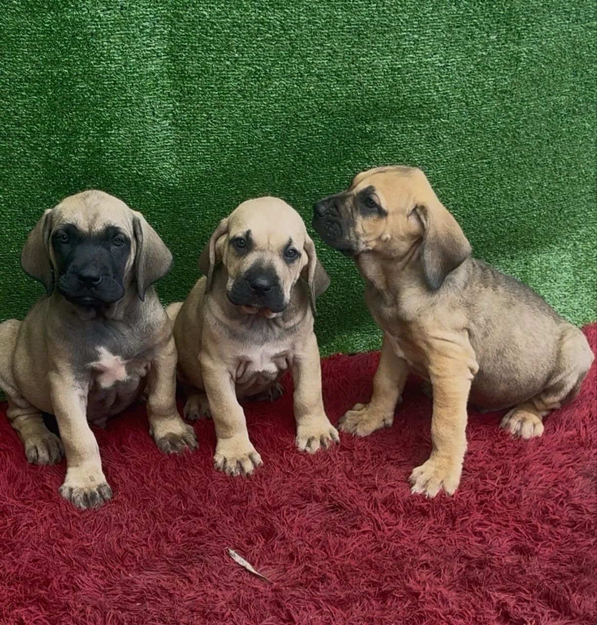 Cachorro  - Foto 5